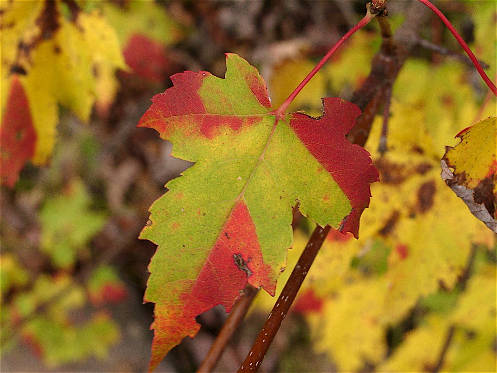 A mathematical model reveals commonality within the diversity of leaf decay.