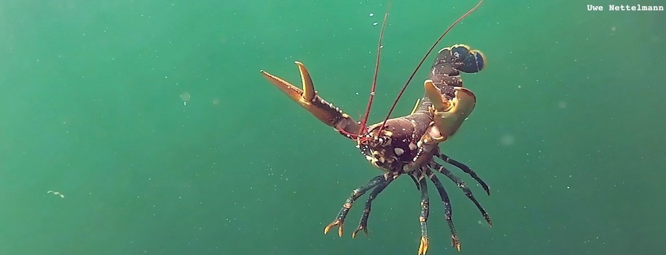 2012_Hummer_UW_UNettelmann_p