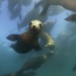 A group of California Sea Lions near the kelp forests off the coast of Monterey, California. (Credit © Keith Ellenbogen)