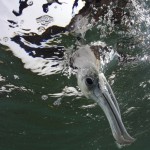 An underwater view of a juvenile Magnificent Frigatebird as it dives into the water to catch a small fish, Mesoamerican Reef, Mexico (Credit © Keith Ellenbogen)