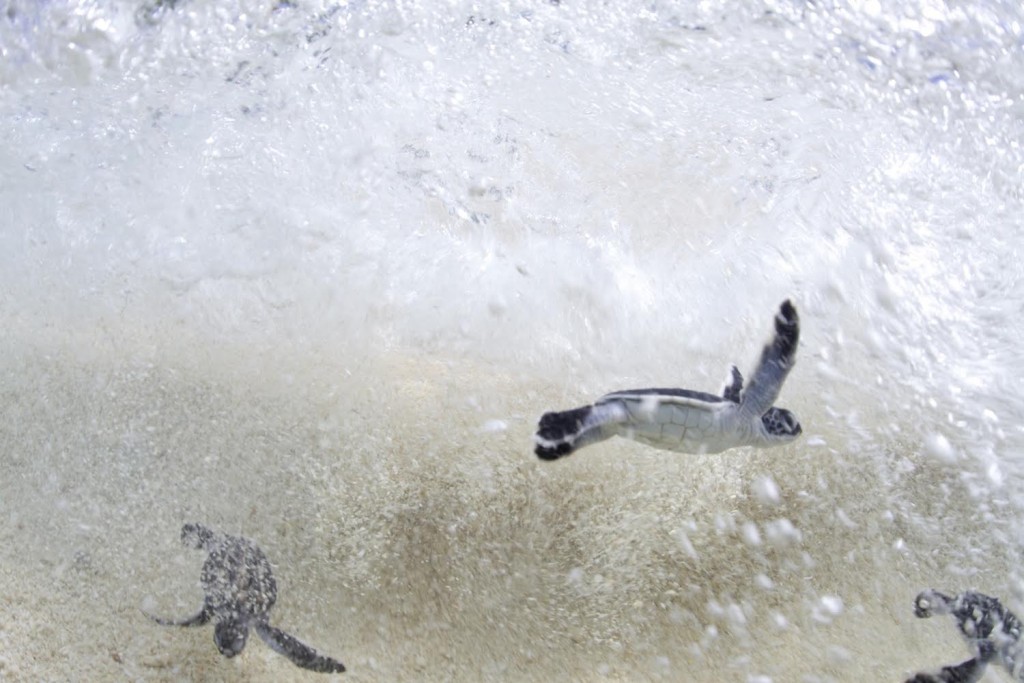 After hatching on the beach, a nest full of baby Endangered Green Sea Turtles immediately race into the sea. Green Sea Turtles are listed by IUCN and CITES as an endangered species. (Credit © Keith Ellenbogen)