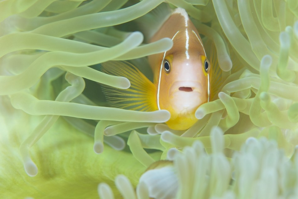 Pink Anemonemefish (Image: Keith Ellenbogen)