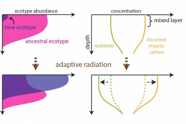 The many genetic variations of the tiny bacteria called Prochlorococcus are distributed in a layered structure, with each variant adapted to the particular mix of sunlight and nutrients found in that layer of seawater. (Image: Rogier Braakman, reproduced with permission from Proceedings of the National Academy of Sciences)