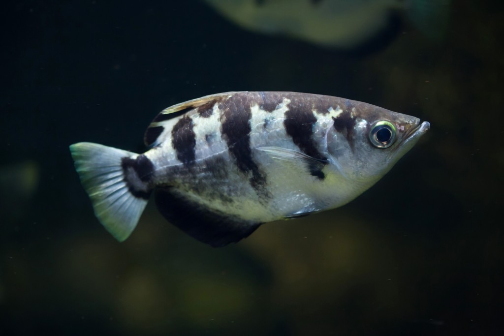 In addition to spit-shooting, an archer fish, pictured here, can launch itself from a near standstill, out of the water to a height of more than two times its body length. “Unlike, say, a shark that comes barreling up from the bottom to catch its prey, an archer fish’s initial momentum is zero,” says Alexandra Techet, associate professor of mechanical engineering at MIT.