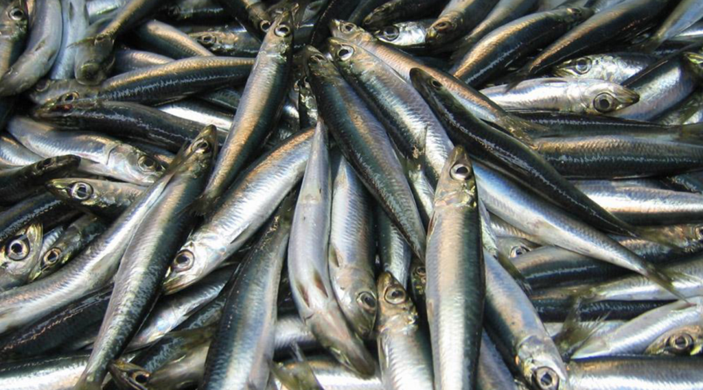 Atlantic herring (above) have been under-harvested two years in a row in the northeast region, potentially due to warming-driven distribution changes. (photo: NOAA)
