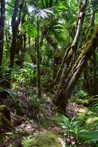 Hiking in the rainforest of the Morne Seychellois National Park on Mahé. (Photo: Joleen Heiderich, MIT/WHOI Joint Program)