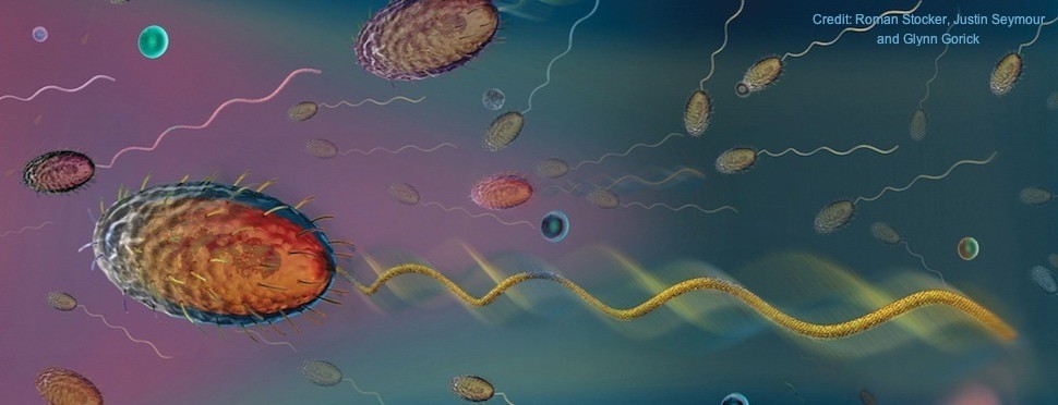 bacterium swim